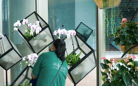 广州办公室绿植租赁价格是怎么收费的？
