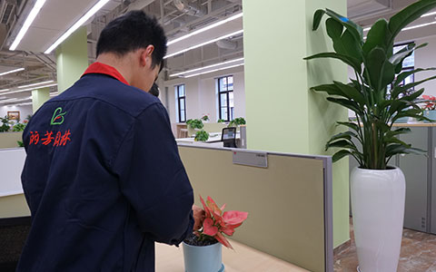 丽芳园林推荐：适合在办公室桌面上养的盆栽绿植！