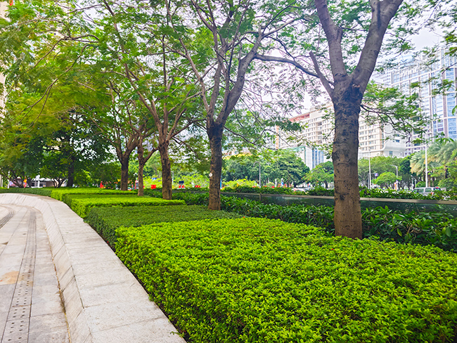 侨鑫国际金融中心绿化养护与绿植造景